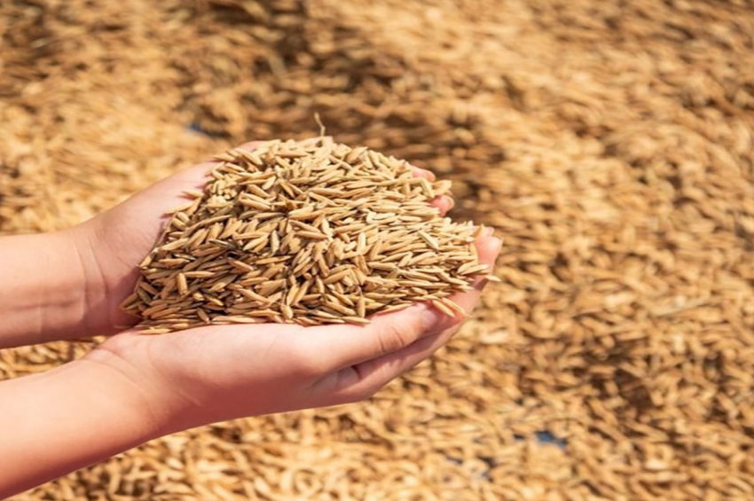 ਪੰਜਾਬ ਨੂੰ ਫ਼ਸਲੀ ਖ਼ਰੀਦ ਮਾਪਦੰਡਾਂ &rsquo;ਚ ਮਿਲ ਸਕਦੀ ਹੈ ਛੋਟ